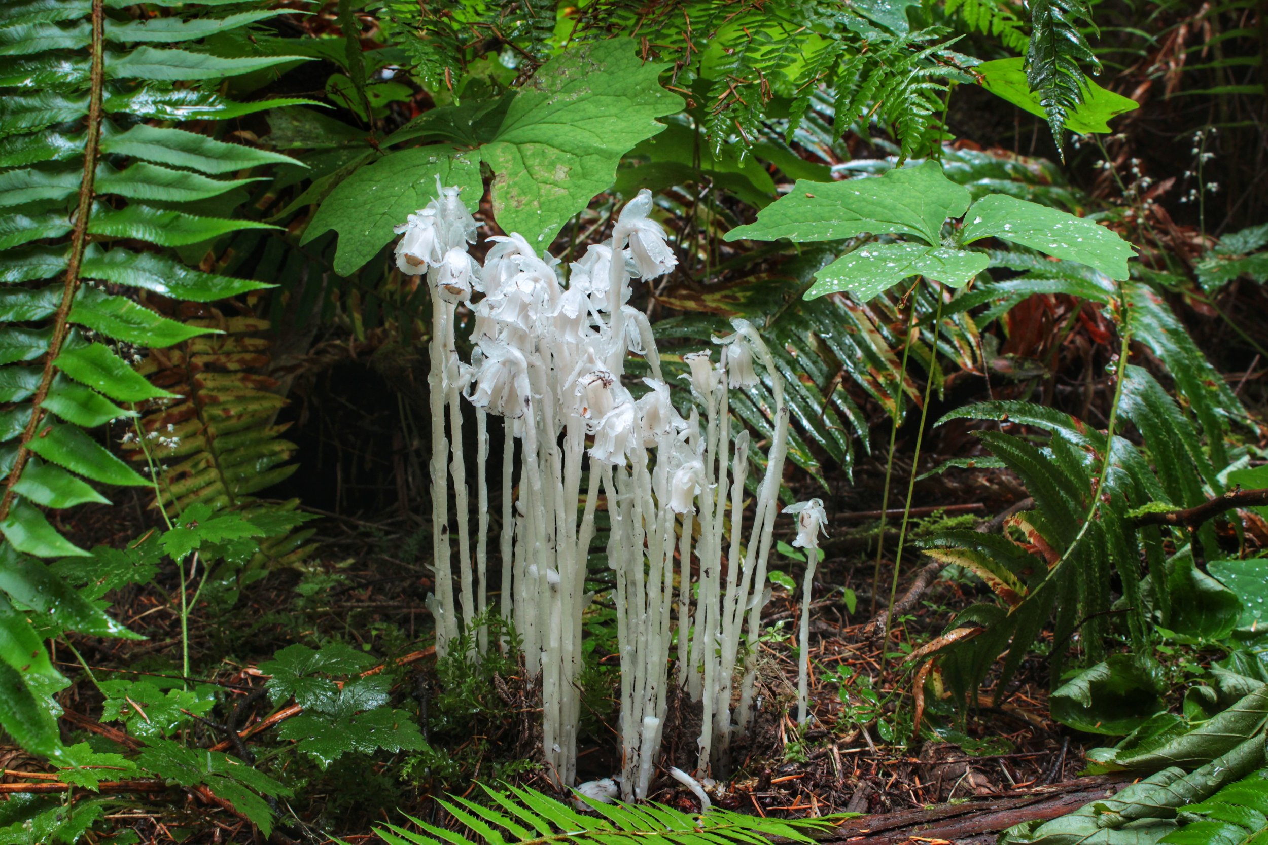 Conscious Parasite Cleansing | Medicine for These Times