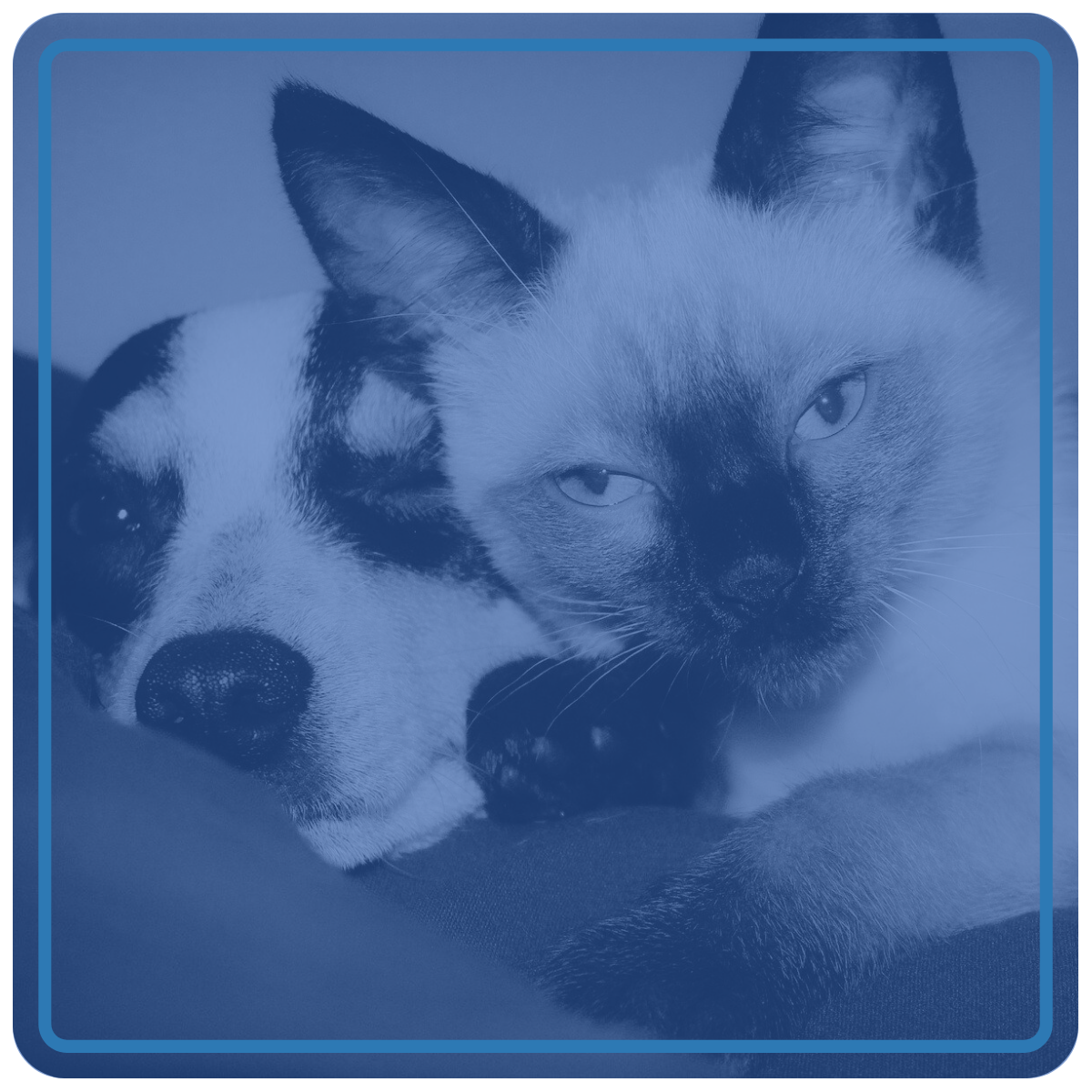 A cat cuddling into a sleepy dog.