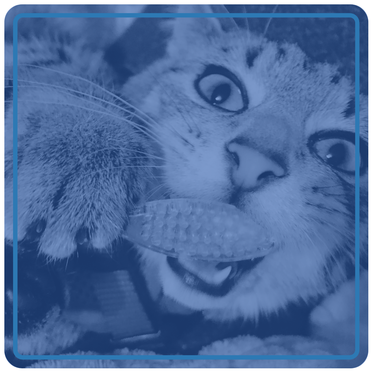 A cat holding a toothbrush to it's face