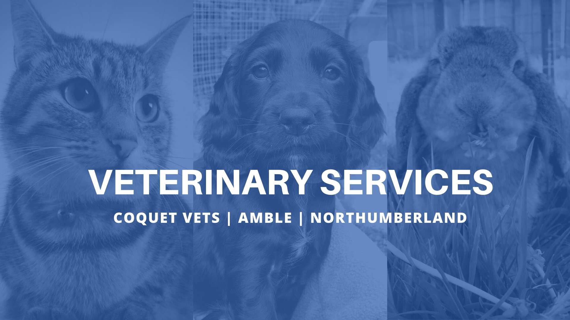 Coquet_Vets_Amble.jpg