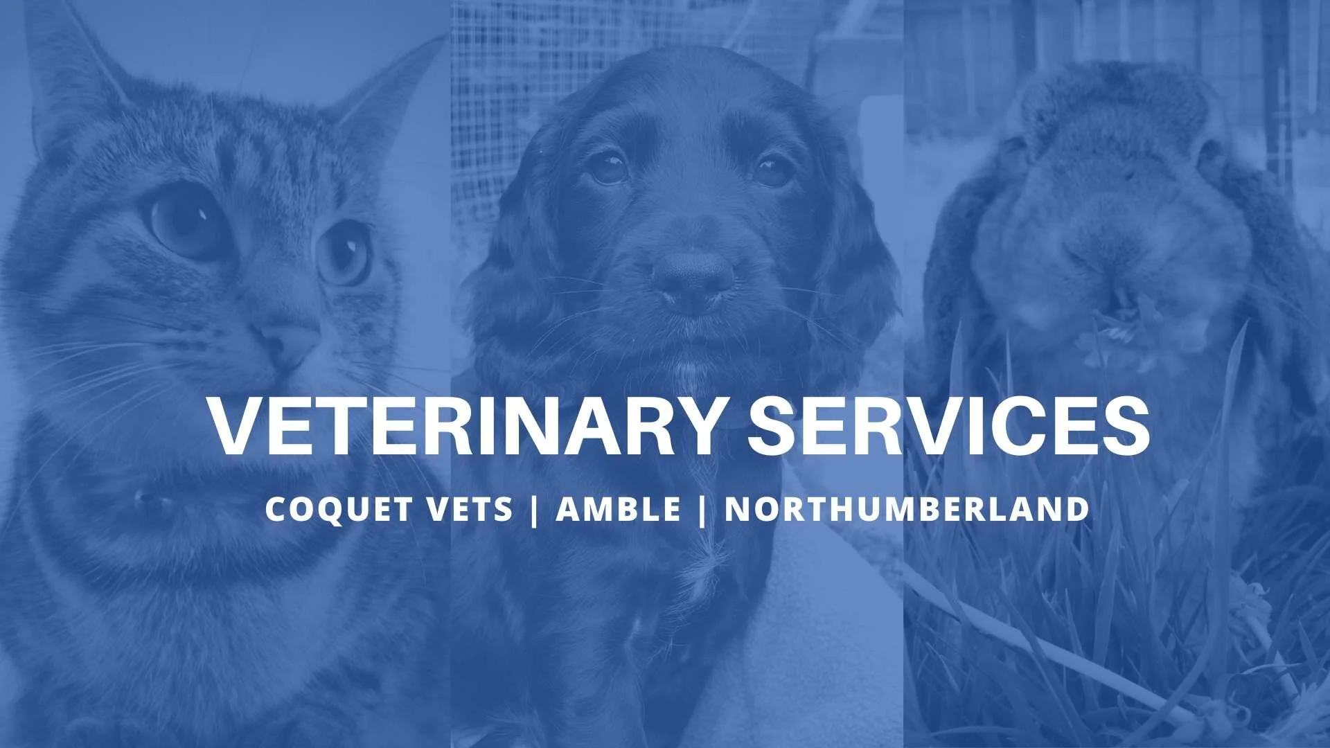 Coquet_Vets_Amble.jpg