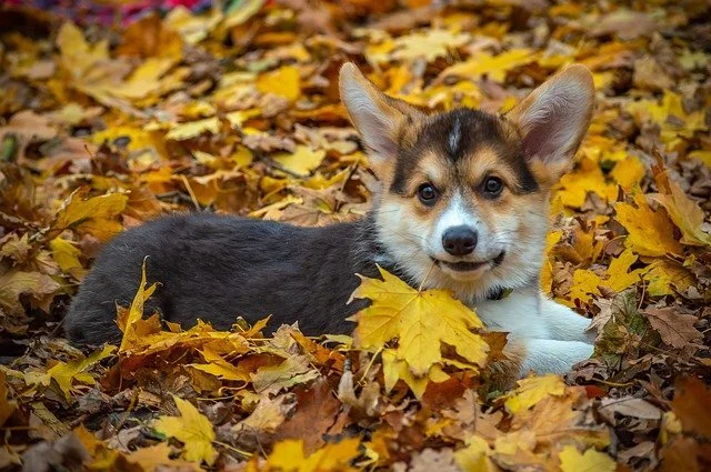 Dog in autumn leaves.jpg