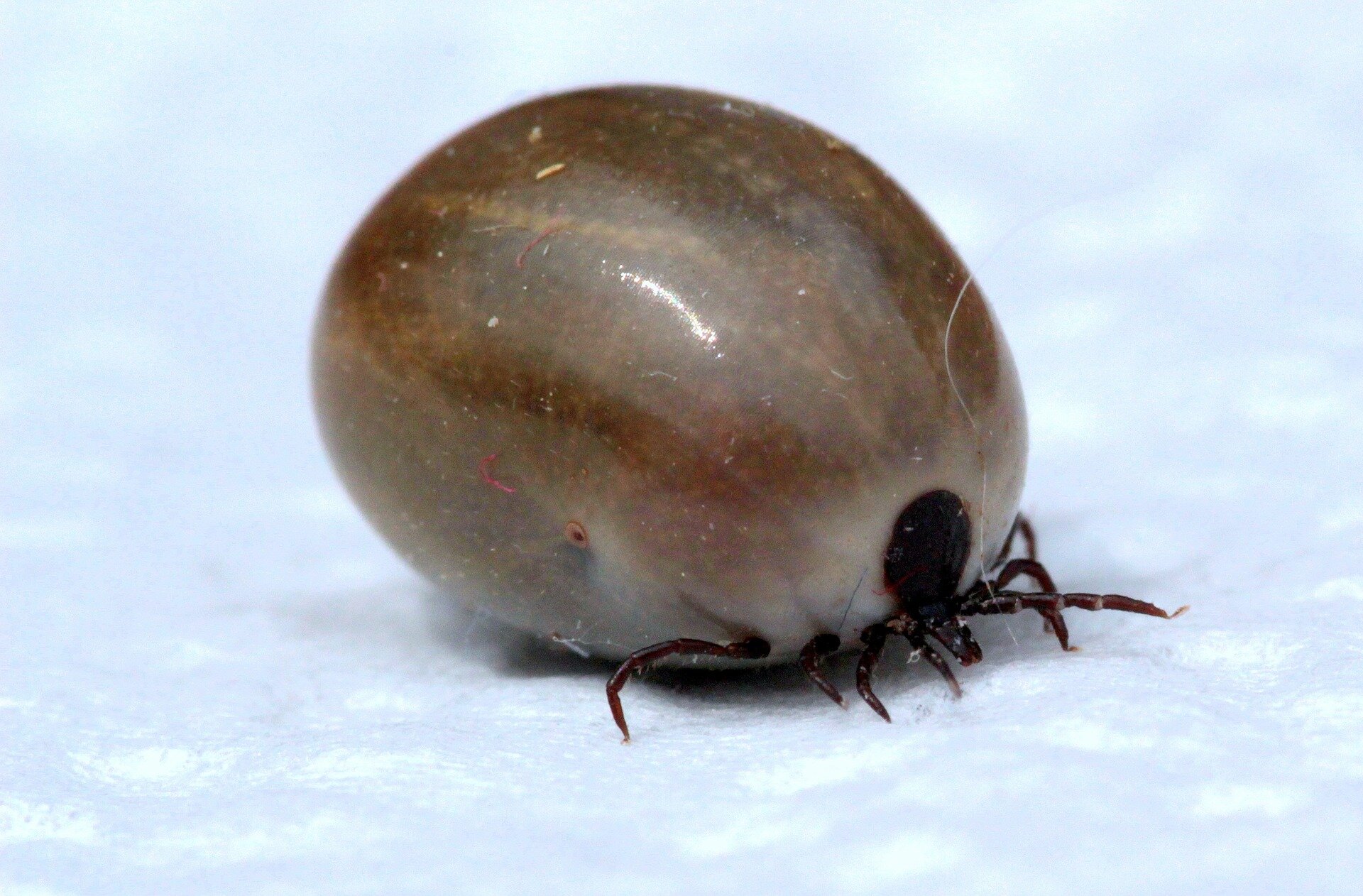 Close up of a tick resting on a white fabric surface.