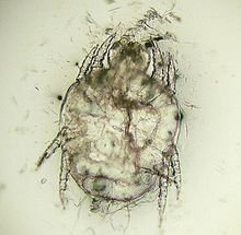 Cheyletiella mite (source: wikipedia.com)