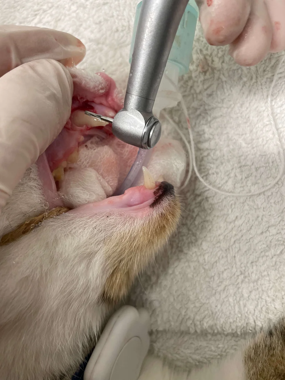 Tooth Root Abscess Cat Rupture Coquet Vets