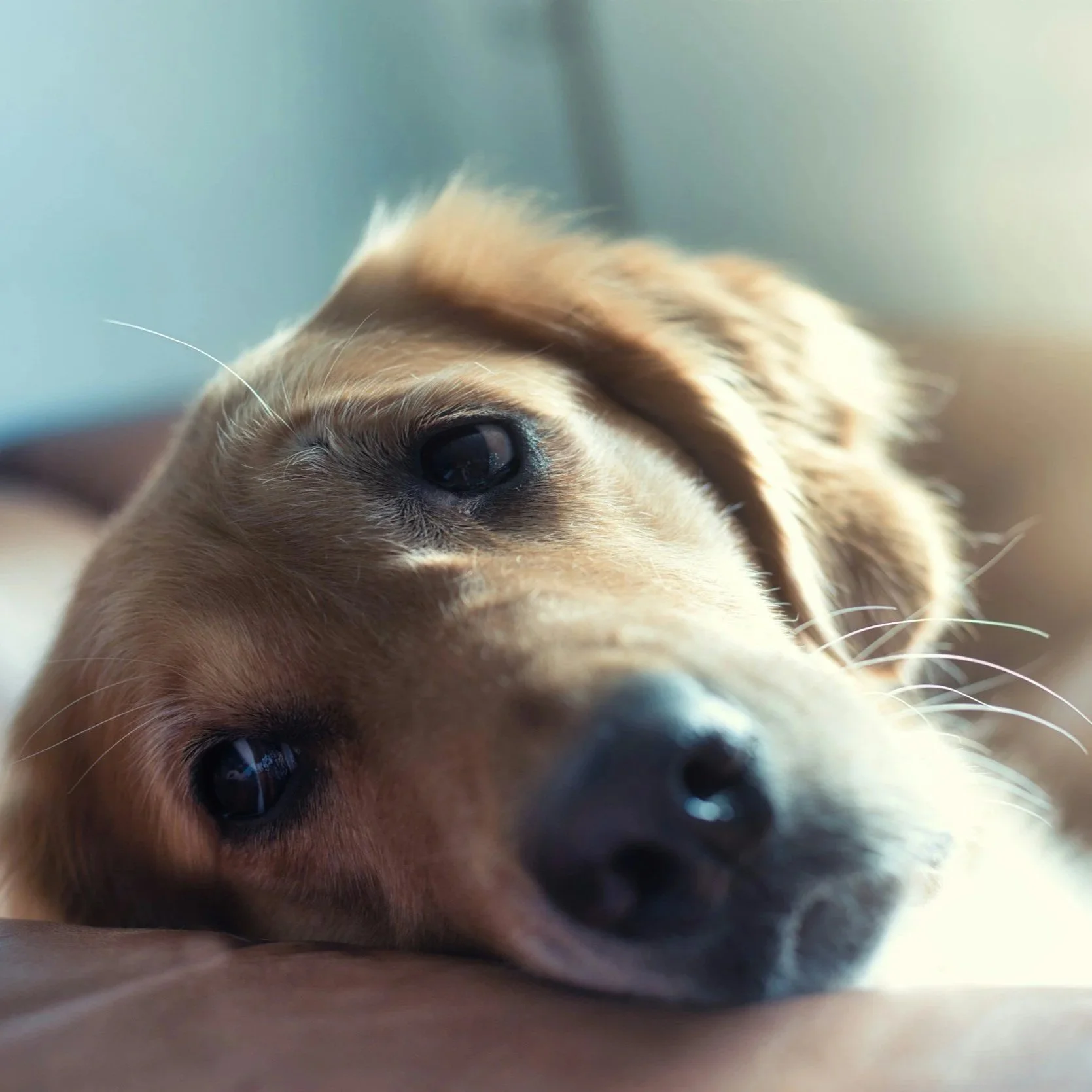 Canine Lymphoma