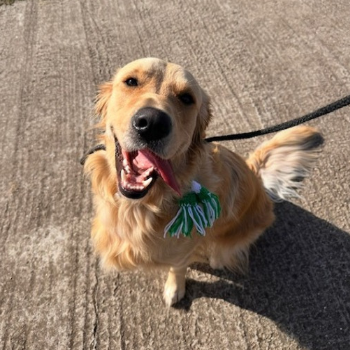 Best dog walks in Newcastle upon Tyne