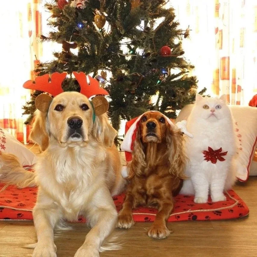 Keeping pets safe this Christmas