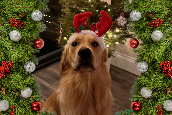 Coquet Vets Christmas Opening Hours 2025