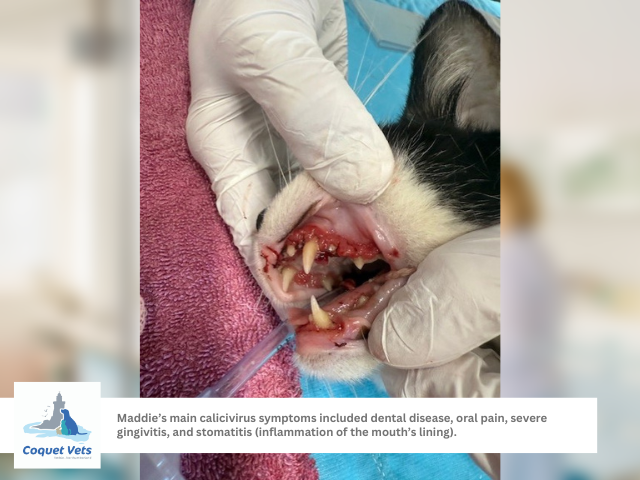 1 - Cat with calicivirus surgery image.png