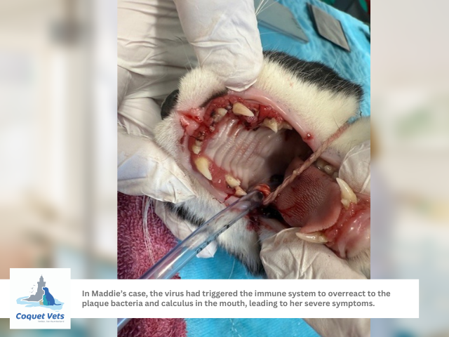 2 - Inside a cat's mouth with calicivirus surgery image.png