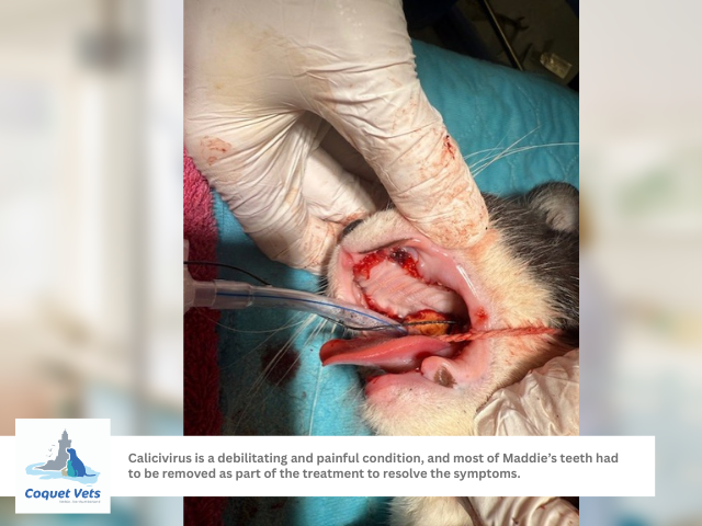 3 - Cat with teeth removed after calicivirus surgery image.png