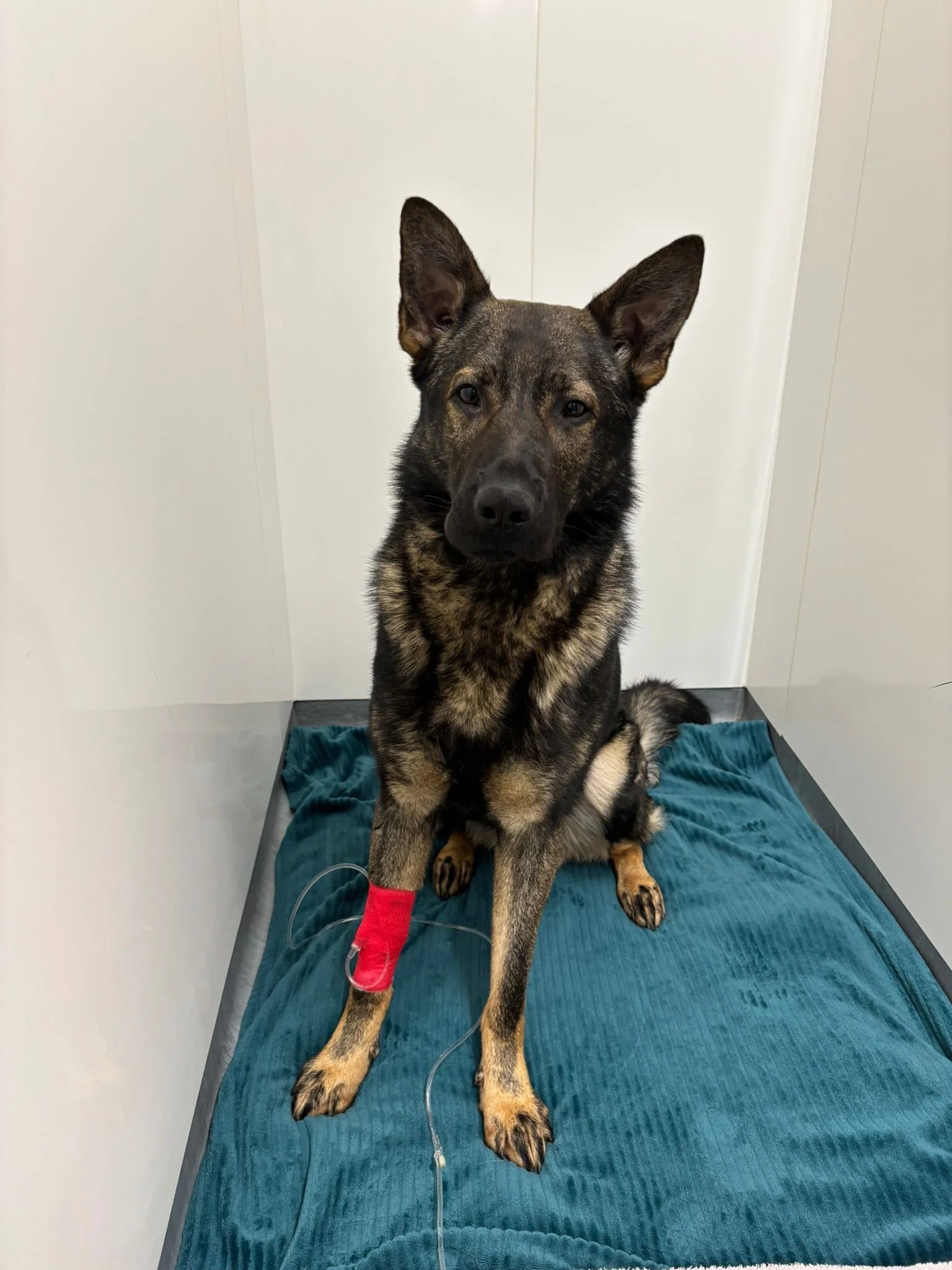 German shepherd getting dental treatment.