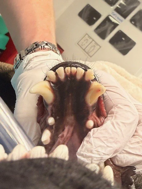 Fractured tooth on the left side of the mouth.