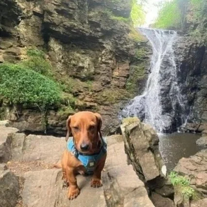 Owning a Dachshund: One Year With Stanley