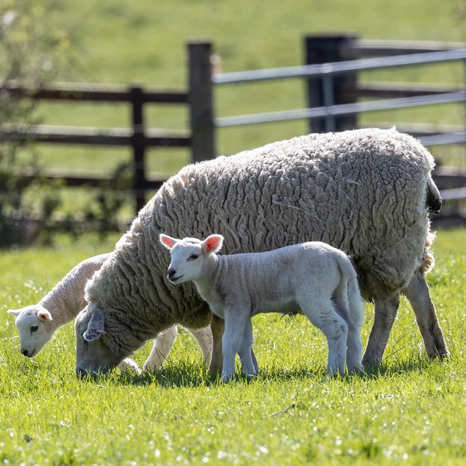 Walking Dogs Through Farms During Lambing Season