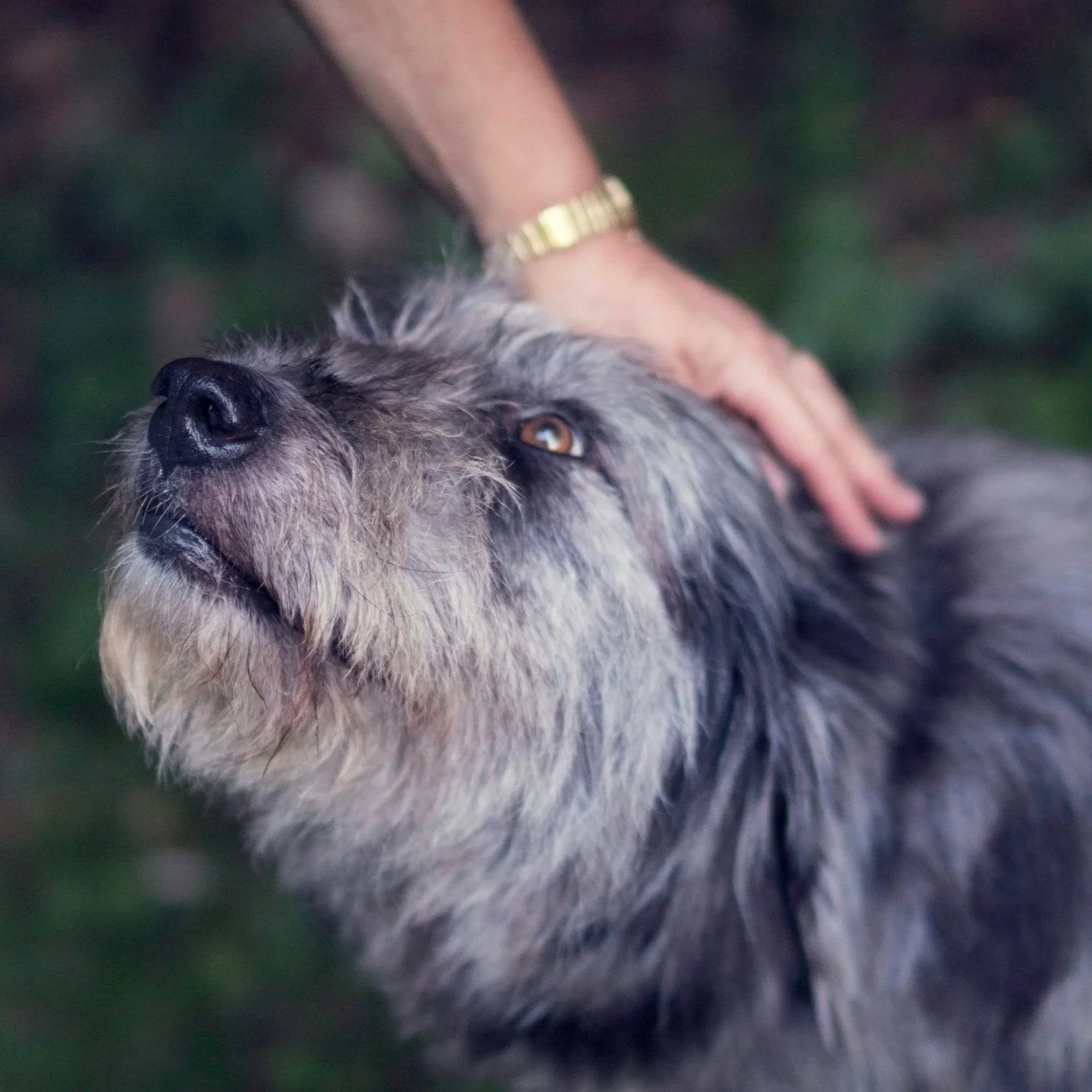 June is Geriatric Month at Coquet Vets