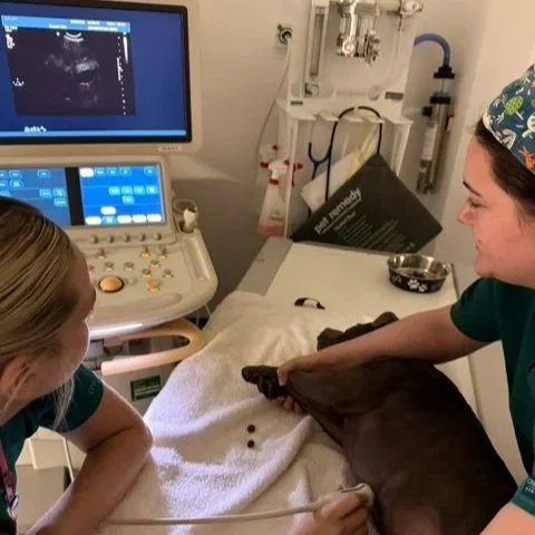Abdominal Ultrasound for Pets