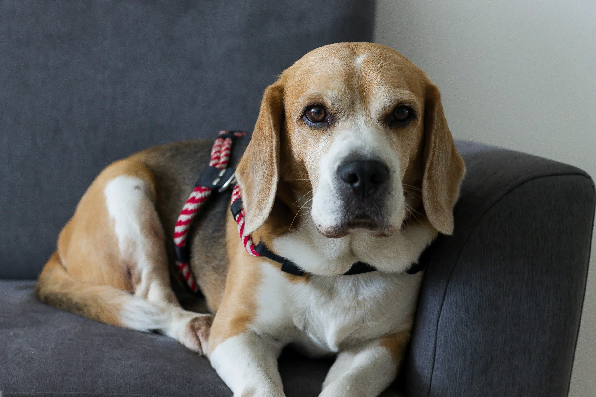 Old looking beagle sitting on a grey sofa.