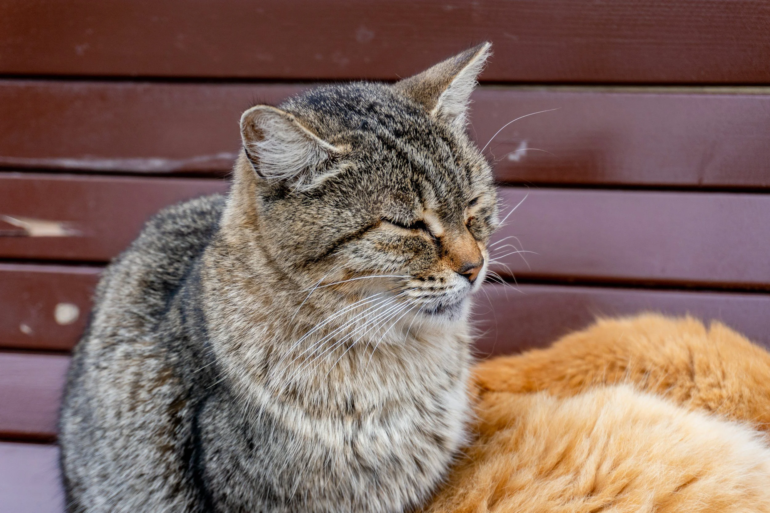 Old looking grey cat sitting up