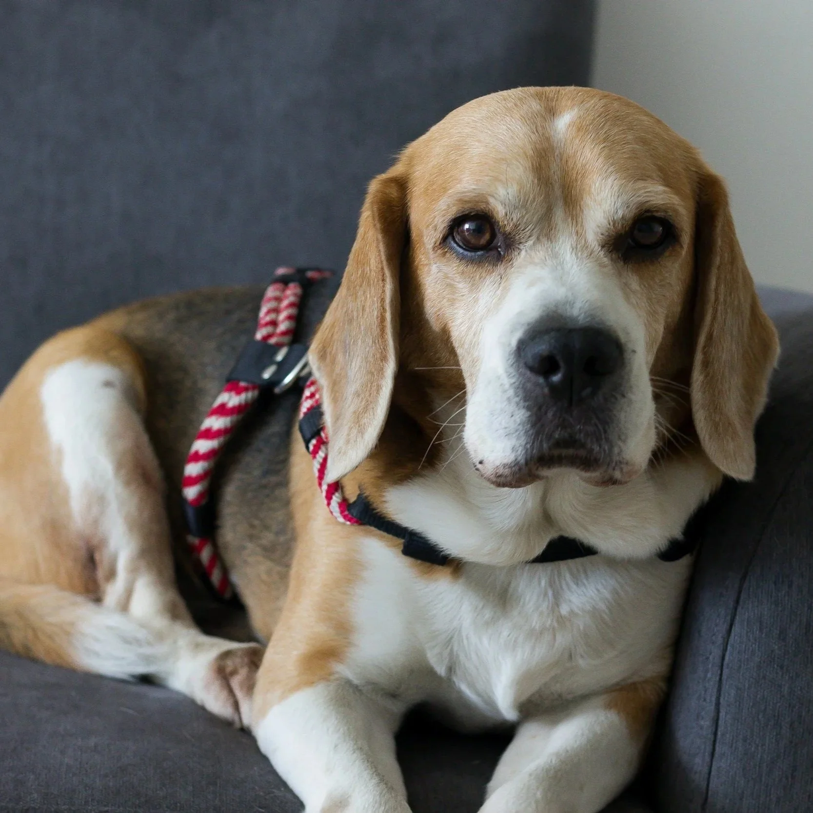 A Year in the Life of a Senior Pet