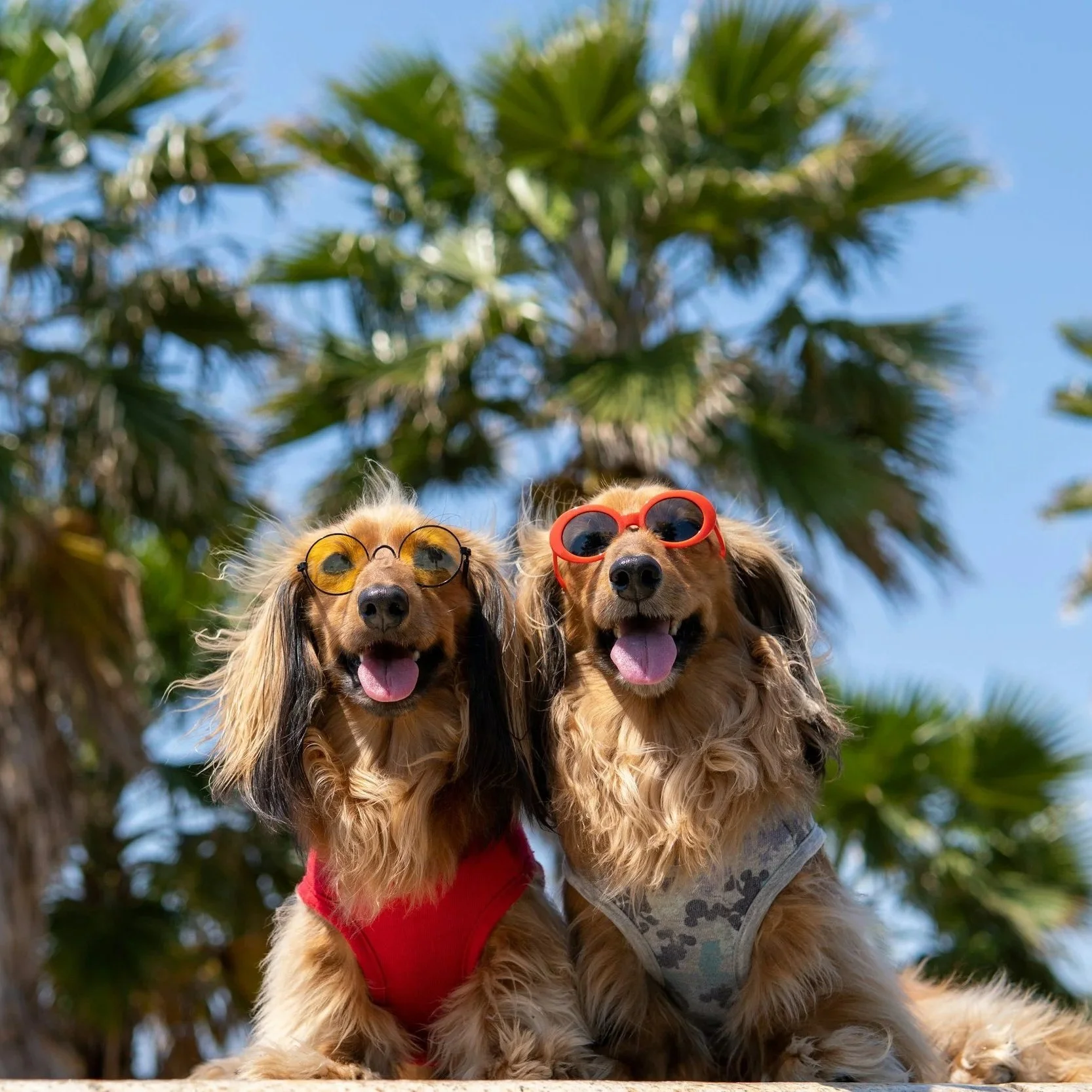 Keeping Your Dog Safe from Heat Stroke