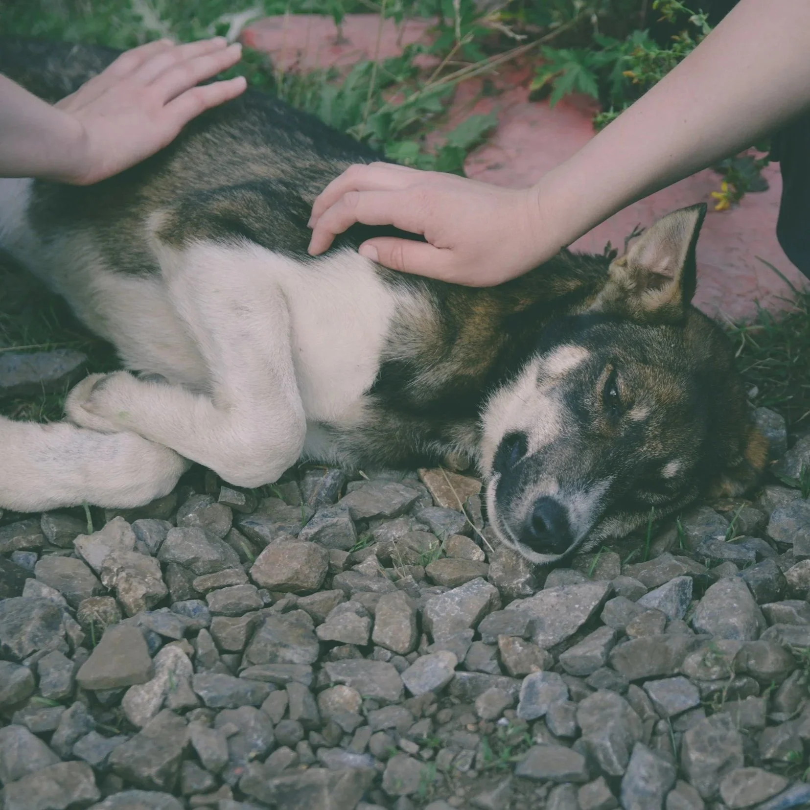 What To Do In A Pet Emergency