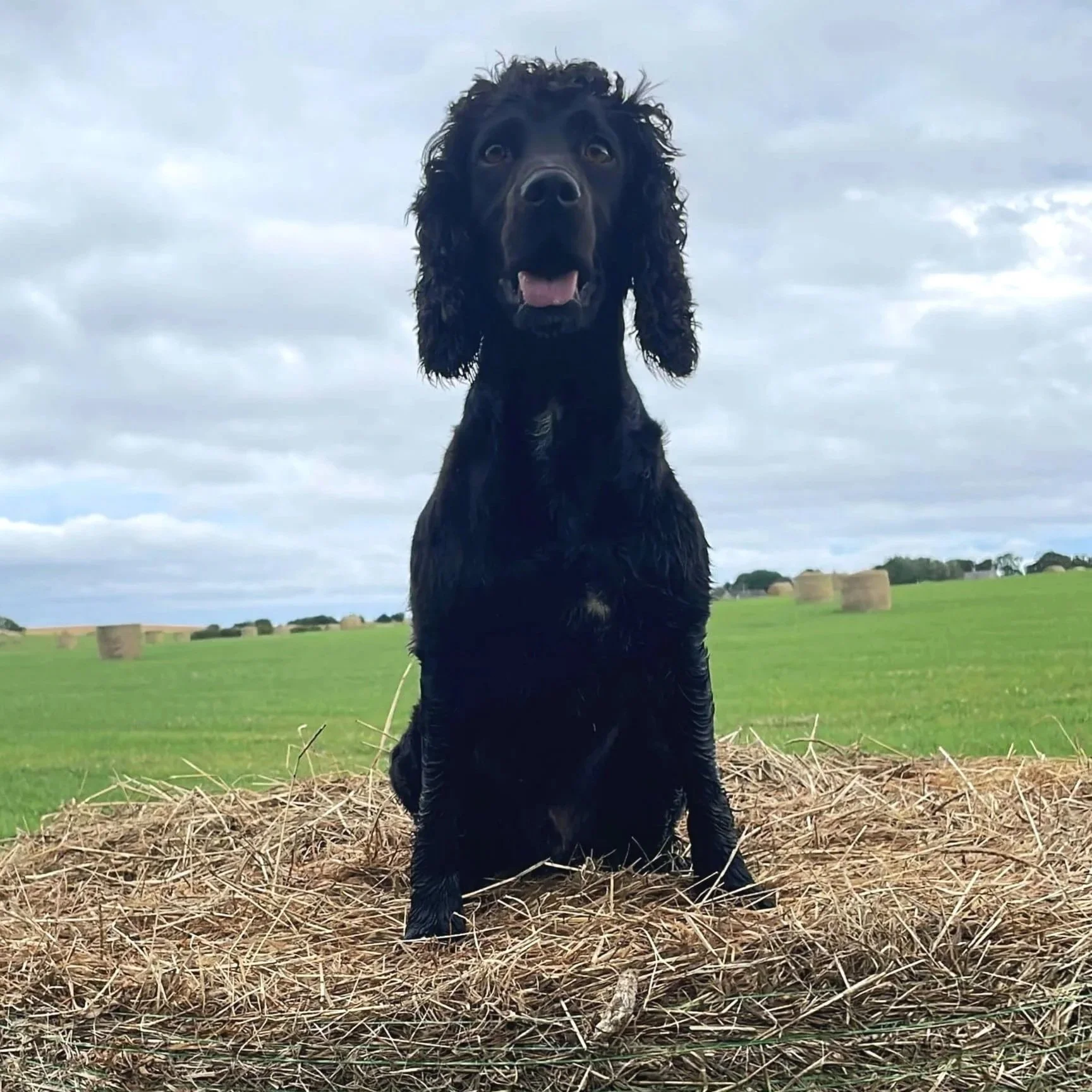 Happy black dog sitting on a hay bale in a field