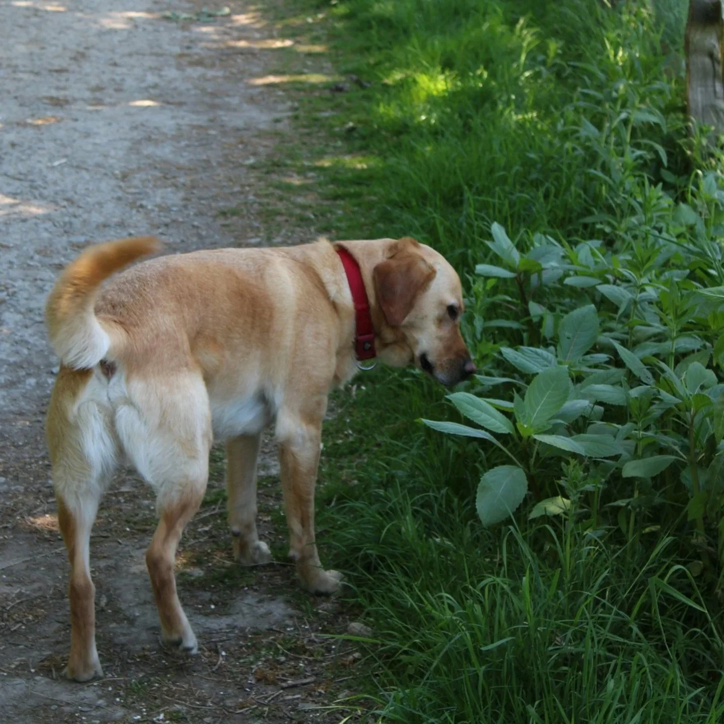 Toxic Plants for Pets