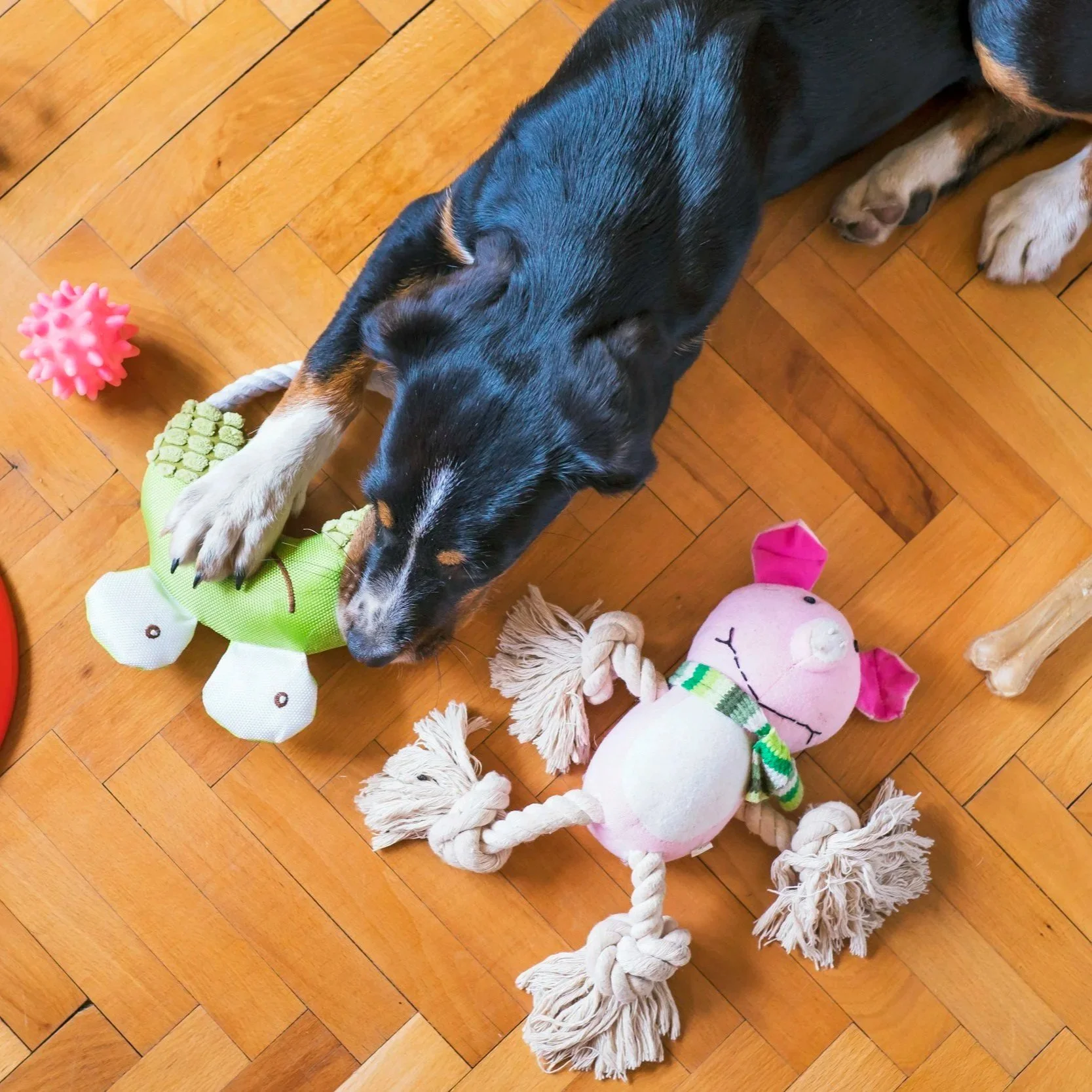 Benefits of Enrichment Activities for Dogs