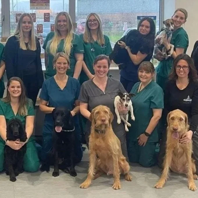 Our Staff Dogs: Meet the Team's Pets at Coquet Vets