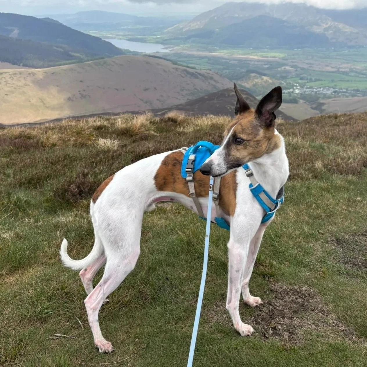 Owning a Whippet: Melissa and Sonic's Story