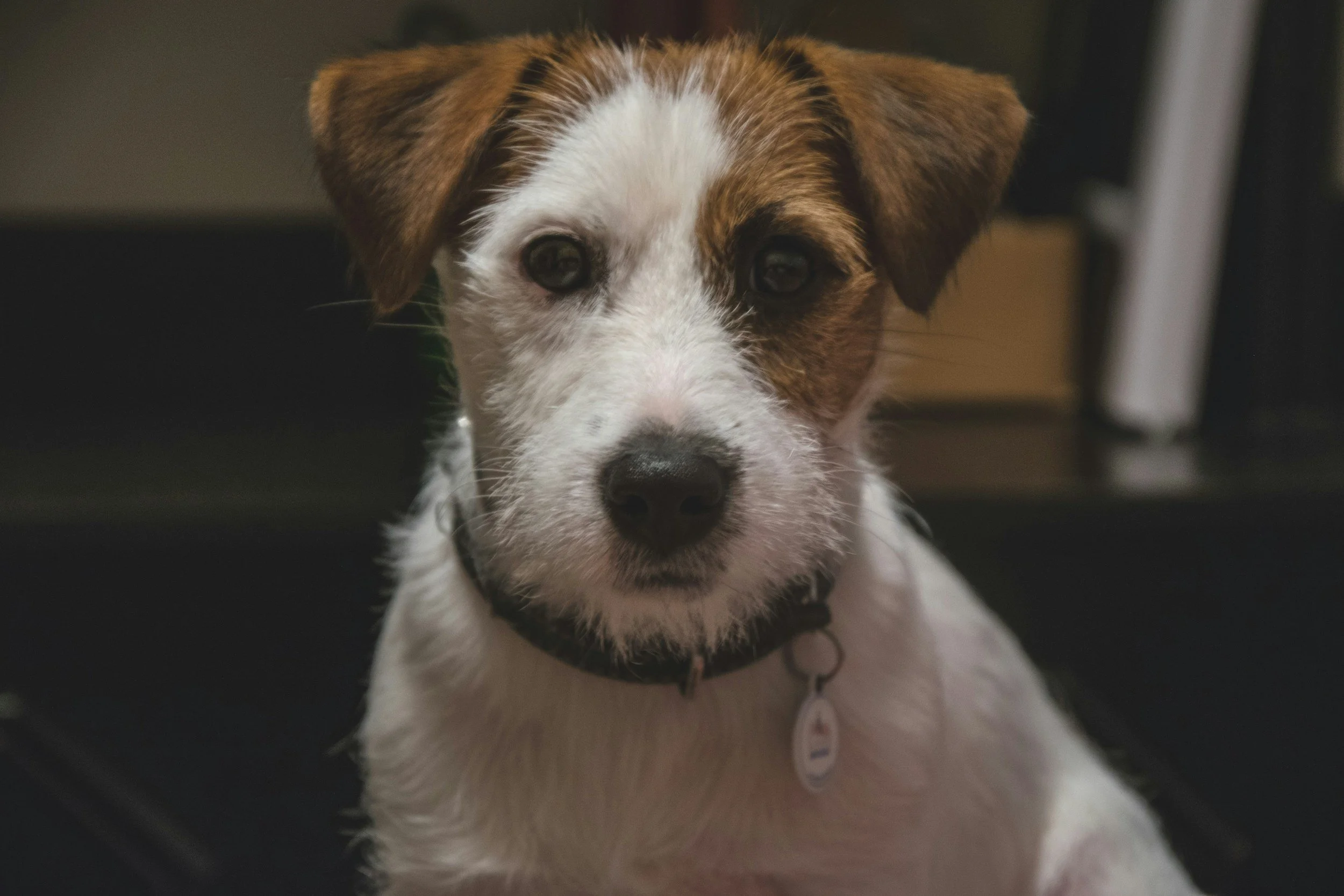 Owning a Terrier