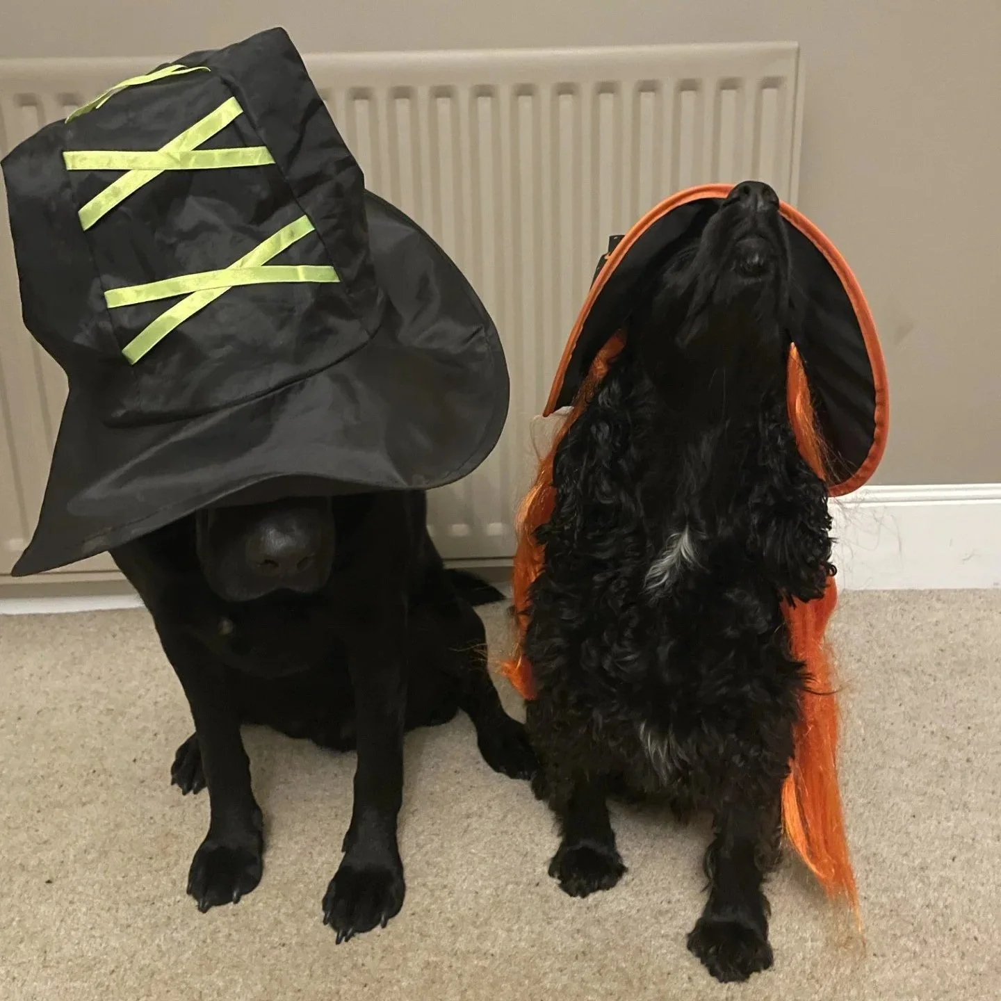 Keep Your Pets Safe this Halloween