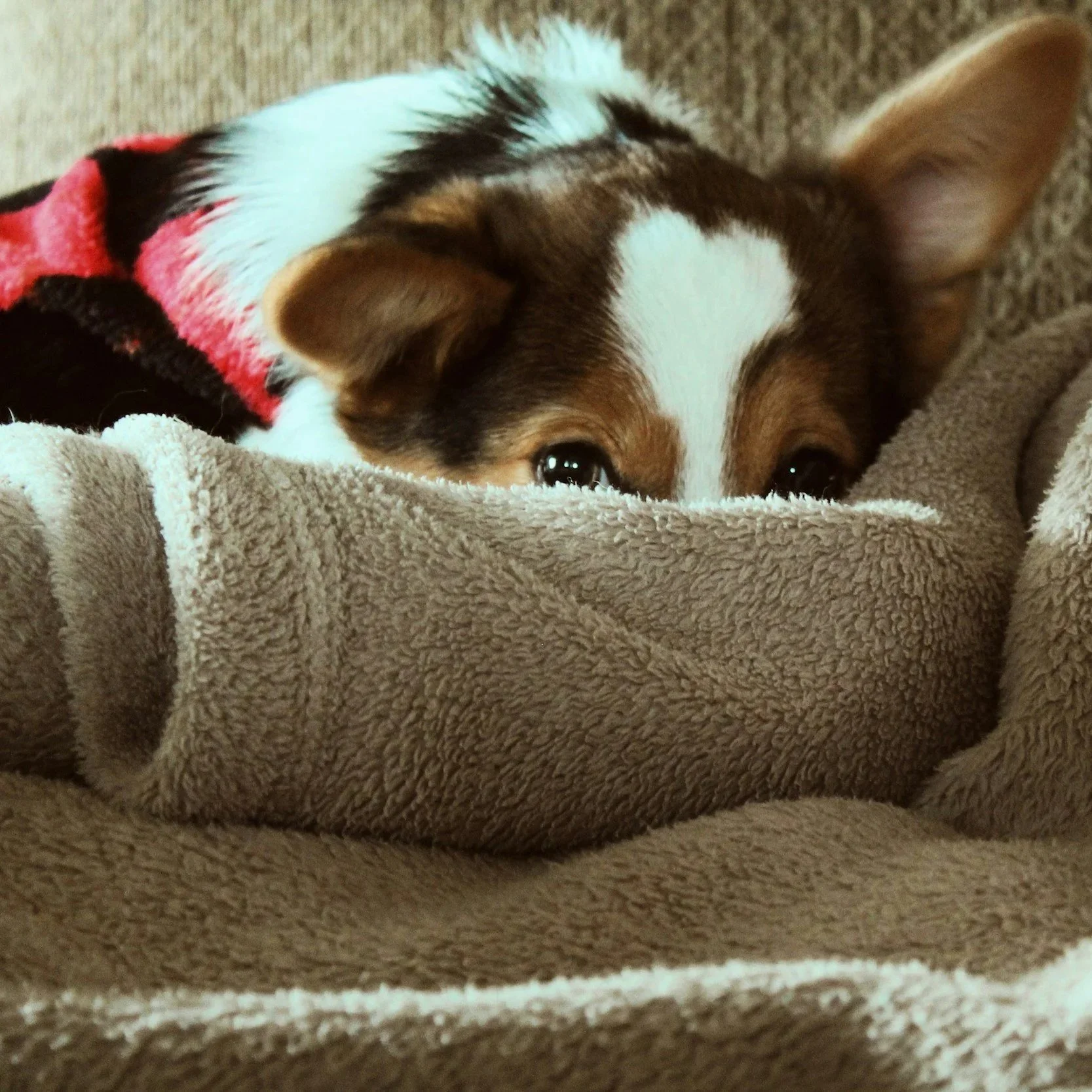 Helping Your Pets Stay Calm During Firework Season