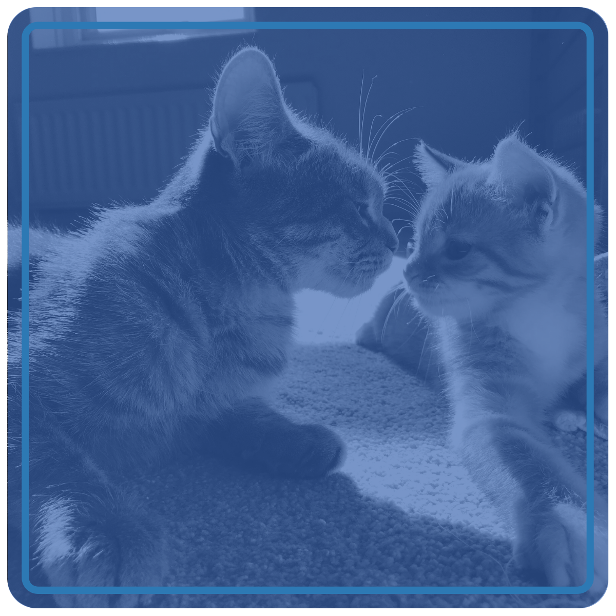 Two cats looking at each other