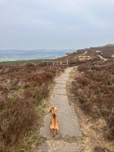 Dachshund walking on a coastal path.