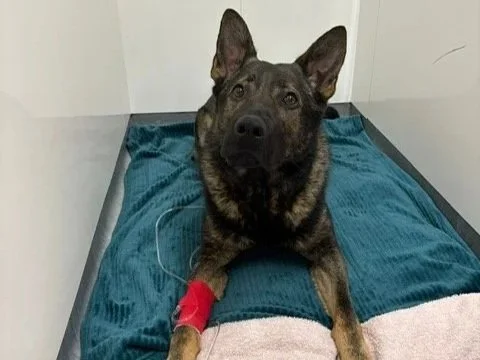 Dental case study: Fractured Canine Tooth