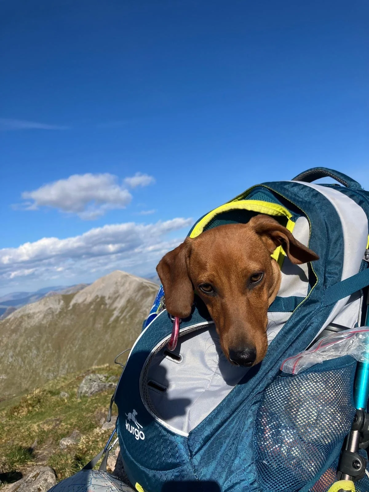Dachshund looking out of a backpack on a hill walk.