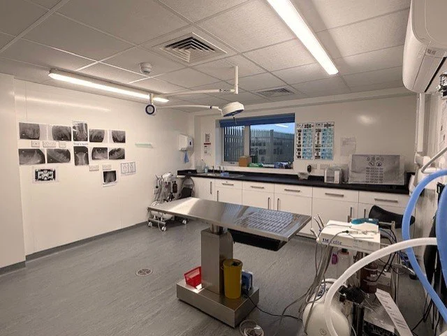 Dental Case Study: Feline Calicivirus