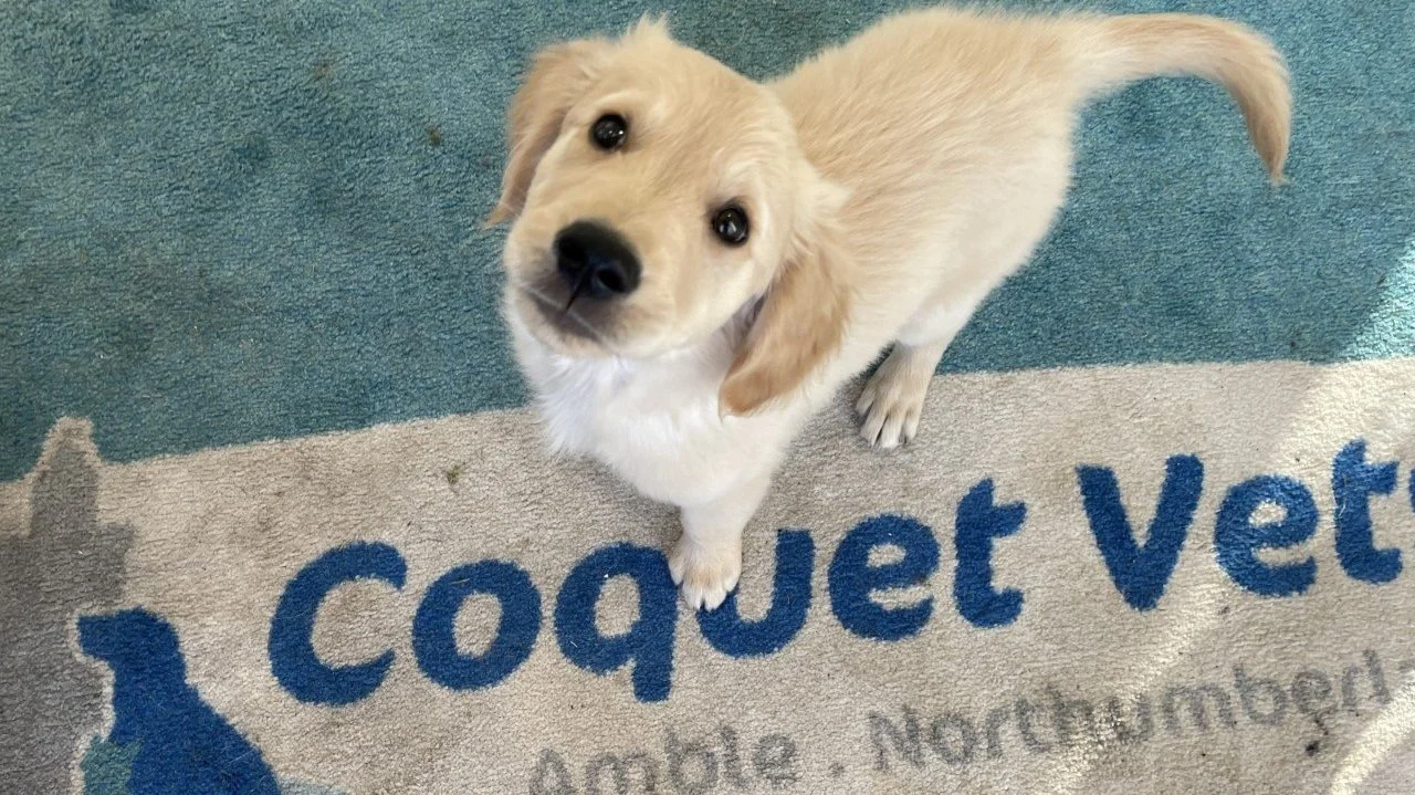 Job Vacancy - Small Animal Vet, Coquet Vets