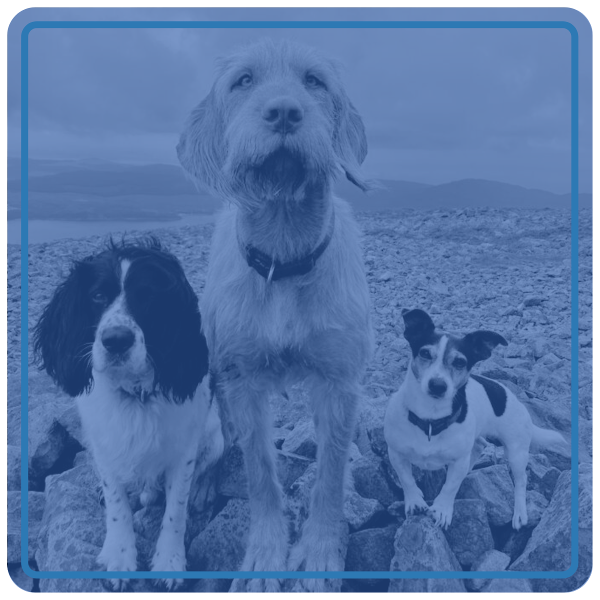Three dogs on a stone beach