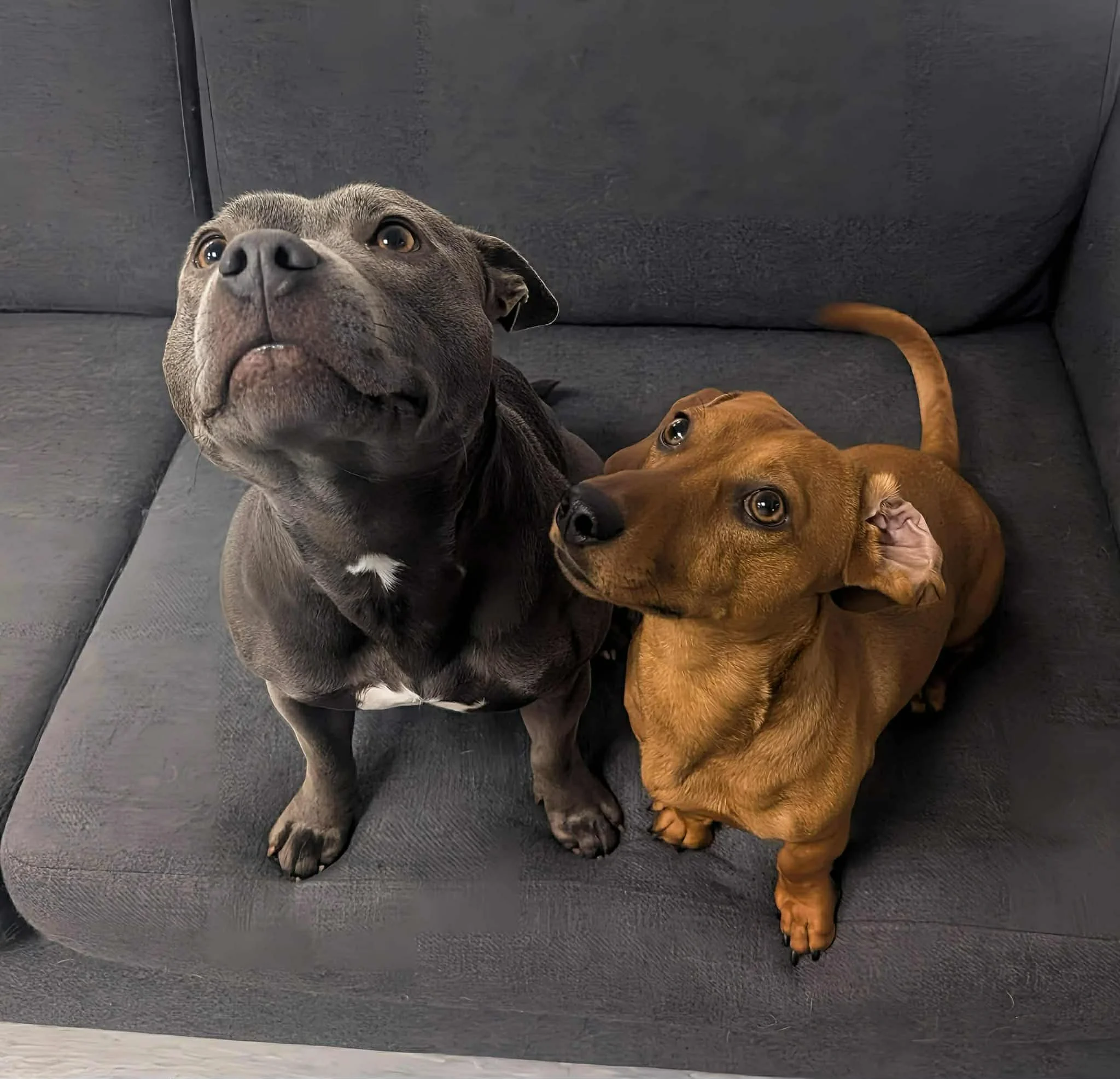 Grey Staffordshire Bull Terrier and a Dachshund on a grey couch.