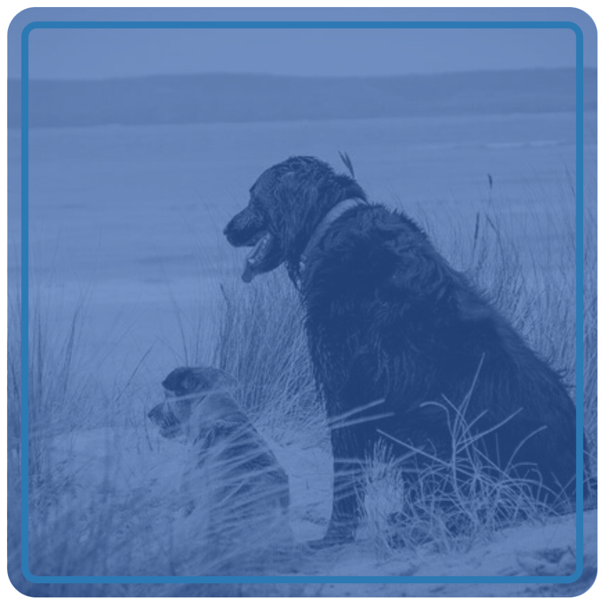A small dog and a large black dog sitting on a beach