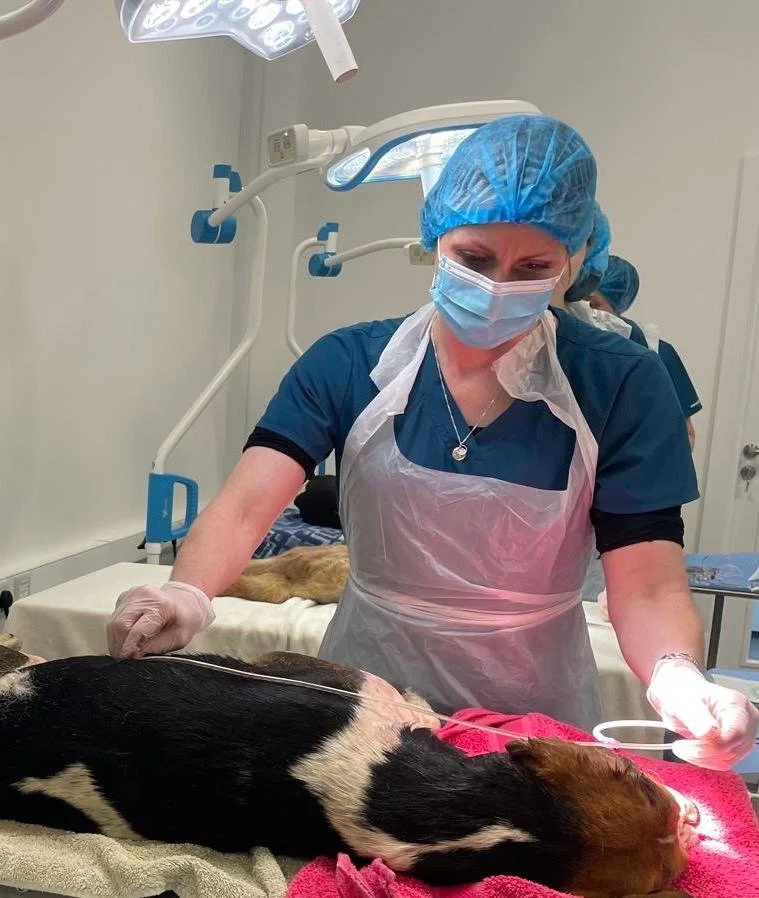 Veterinary nurse with a fog in surgery.
