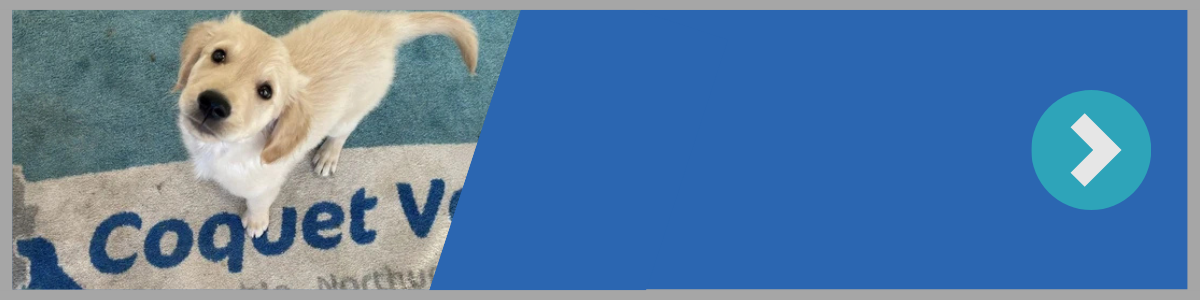 Clickable image with labrador puppy standing on a doormat.