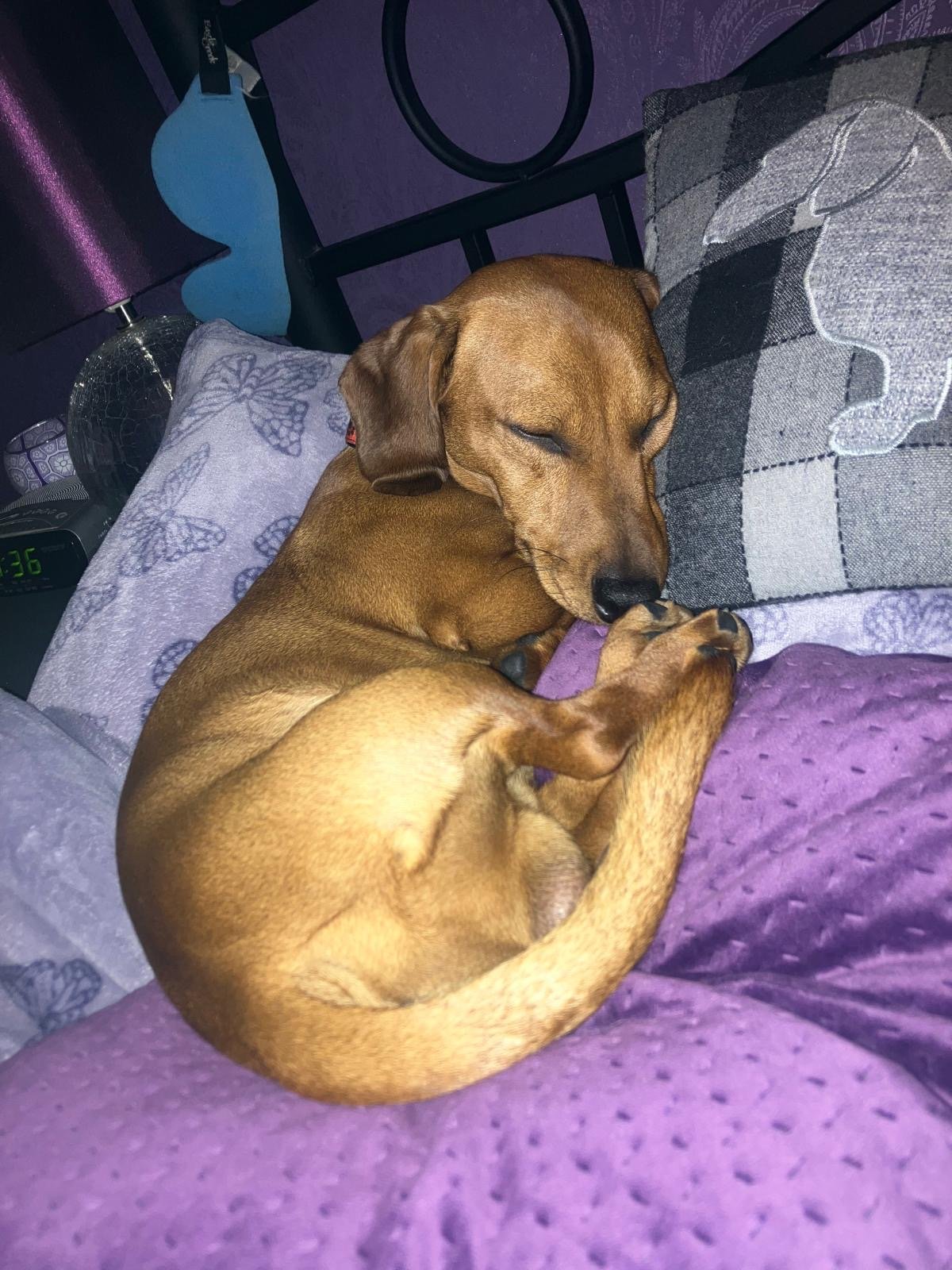 Dachshund sleeping on a blanket.