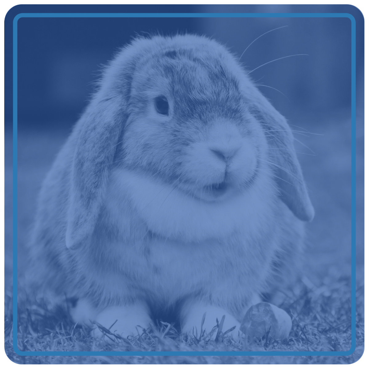 A rabbit with floppy ears