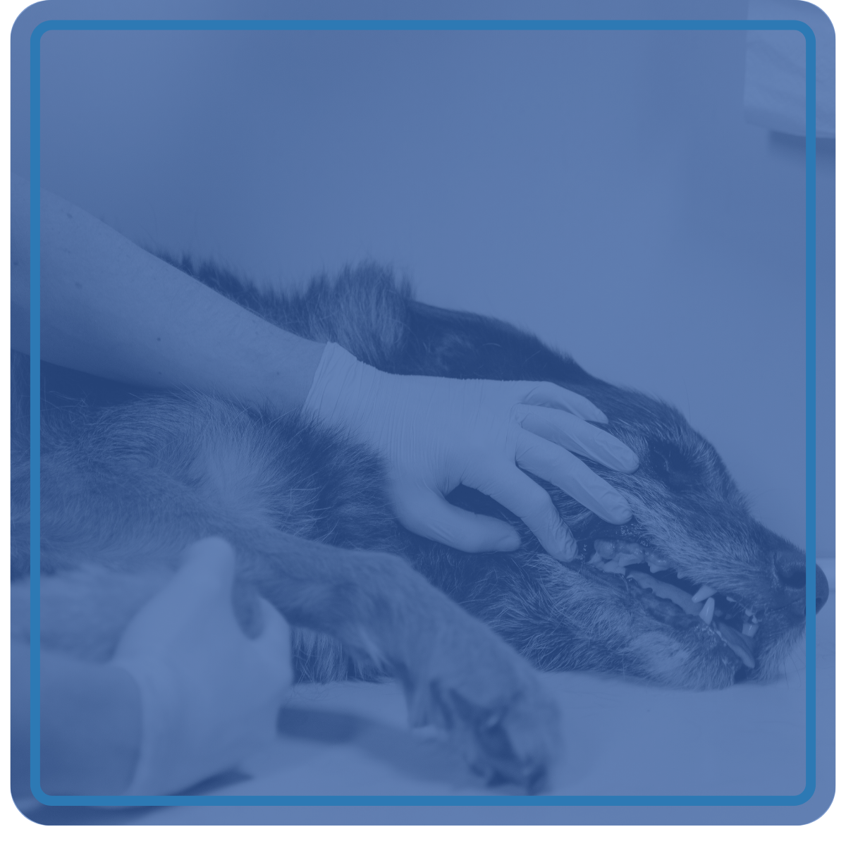 Hands with vet gloves touching a sleeping dog's teeth.