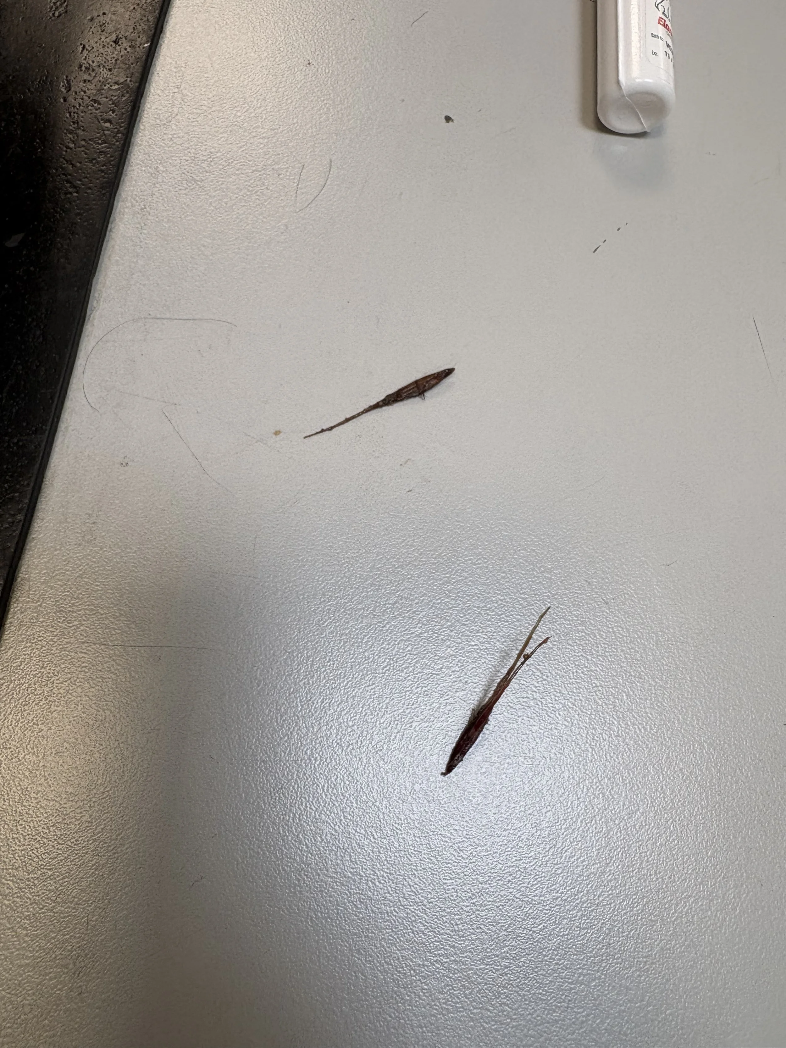 Two grass seeds on a surgical table